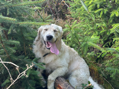 IKC Registered male Golden Retriever puppy 13 months old for sale in Cork