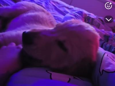Kobe is an IKC Registgered male Golden Retriever puppy in Donegal