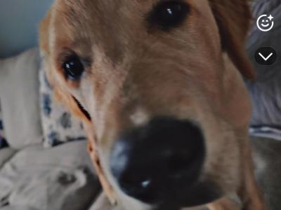 Kobe is an IKC Registgered male Golden Retriever puppy in Donegal