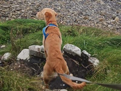 Kobe is an IKC Registgered male Golden Retriever puppy in Donegal