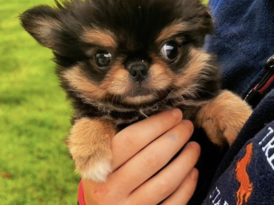 IKC Registered (pending) Exquisite Long-haired Chihuahua puppies - Thai Lines 🤍✨ in Louth