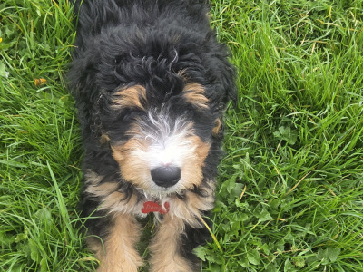 Ted the Bernedoodle, proven stud in Kilkenny