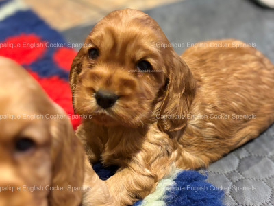 Two IKC Registered (pending) health tested English Cocker Spaniel puppies in Offaly