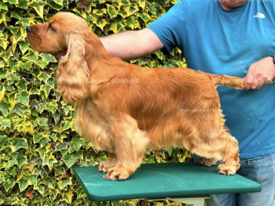 Two IKC Registered (pending) health tested English Cocker Spaniel puppies in Offaly