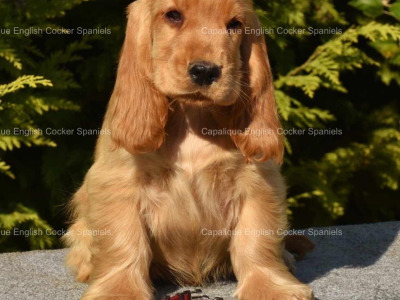 Two IKC Registered (pending) health tested English Cocker Spaniel puppies in Offaly