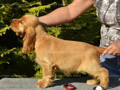 Two IKC Registered (pending) health tested English Cocker Spaniel puppies in Offaly