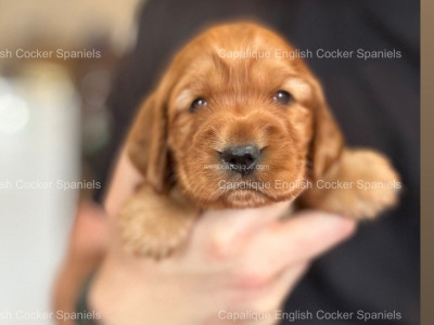Two IKC Registered (pending) health tested English Cocker Spaniel puppies in Offaly