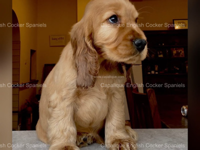 Two IKC Registered (pending) health tested English Cocker Spaniel puppies in Offaly