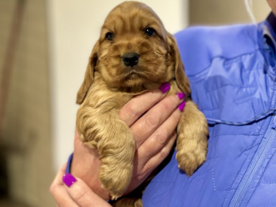 Two IKC Registered (pending) health tested English Cocker Spaniel puppies in Offaly