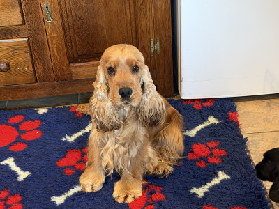 Two IKC Registered (pending) health tested English Cocker Spaniel puppies in Offaly