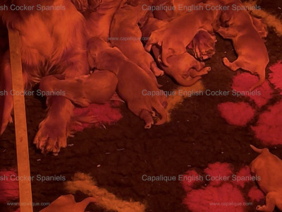 Two IKC Registered (pending) health tested English Cocker Spaniel puppies in Offaly