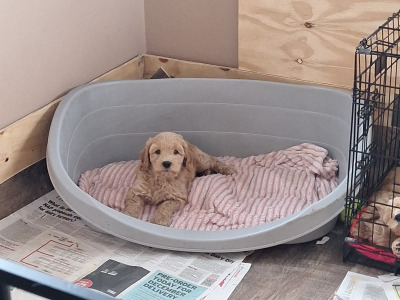 Cockapoo puppies 8 weeks old 2 male 2 female in Cork
