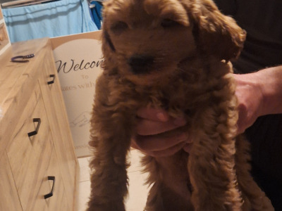 Cockapoo puppies 8 weeks old 2 male 2 female in Cork