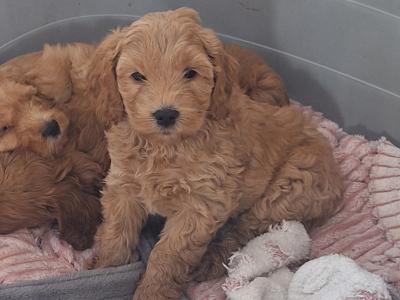 Cockapoo puppies 8 weeks old 2 male 2 female in Cork
