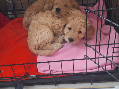 Cockapoo puppies 8 weeks old 2 male 2 female in Cork
