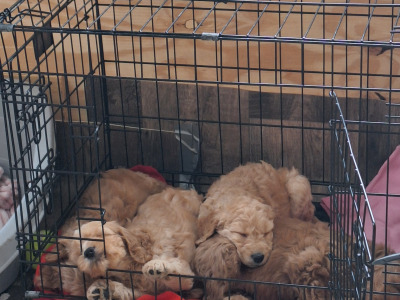 Cockapoo puppies 8 weeks old 2 male 2 female in Cork