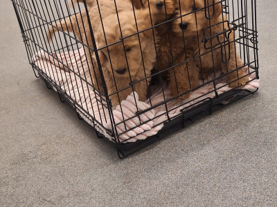 Cockapoo puppies 8 weeks old 2 male 2 female in Cork
