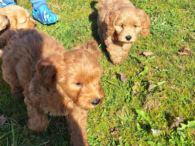 Cockapoo puppies 8 weeks old 2 male 2 female in Cork