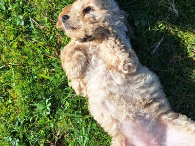 Cockapoo puppies 8 weeks old 2 male 2 female in Cork