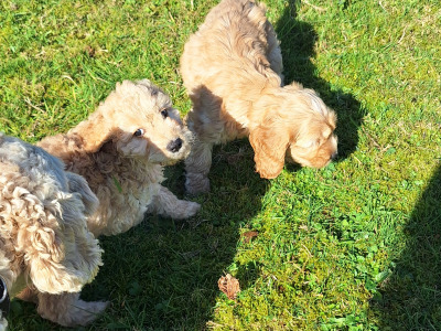 Cockapoo puppies 8 weeks old 2 male 2 female in Cork