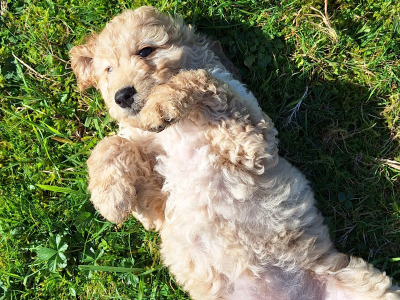 Cockapoo puppies 8 weeks old 2 male 2 female in Cork