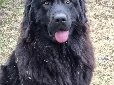 4 month old female Newfoundland puppy in Offaly