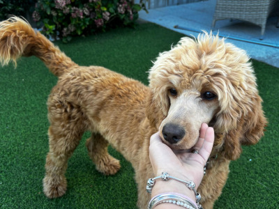 Female Irish Doodle x Poodle puppy 7 months old in Kildare