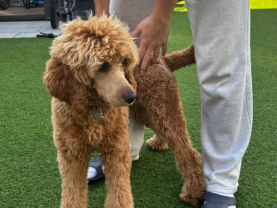 Female Irish Doodle x Poodle puppy 7 months old in Kildare