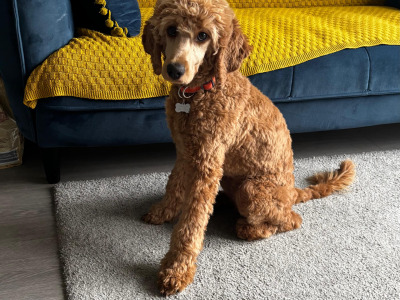 Female Irish Doodle x Poodle puppy 7 months old in Kildare