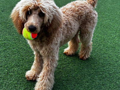 Female Irish Doodle x Poodle puppy 7 months old in Kildare