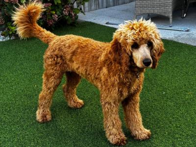 Female Irish Doodle x Poodle puppy 7 months old in Kildare