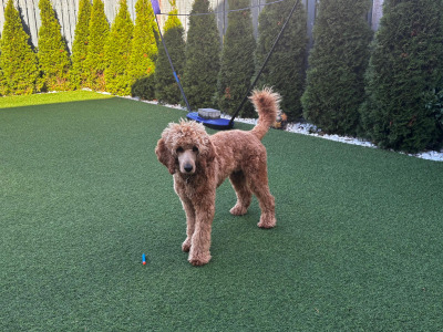 Female Irish Doodle x Poodle puppy 7 months old in Kildare