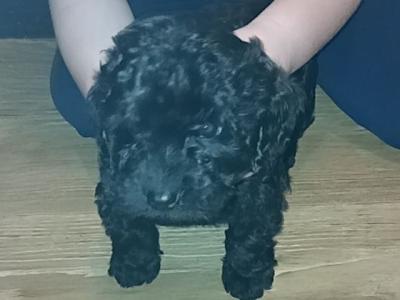Cockapoo puppies in Tipperary