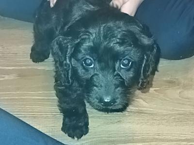 Cockapoo puppies in Tipperary