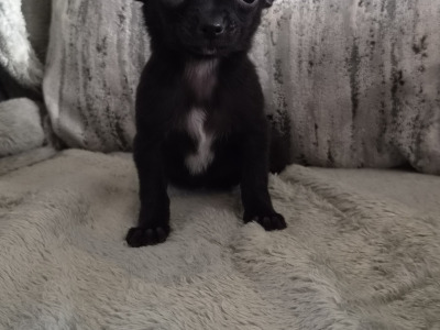 Chihuahua puppies in Tipperary