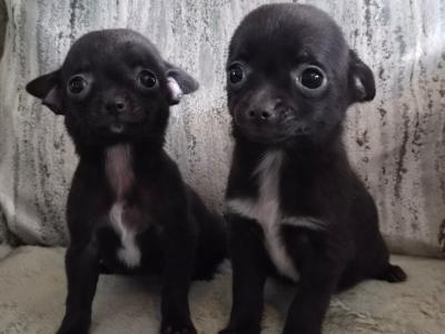 Chihuahua puppies in Tipperary