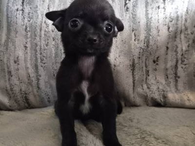 Chihuahua puppies in Tipperary