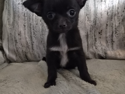 Chihuahua puppies in Tipperary