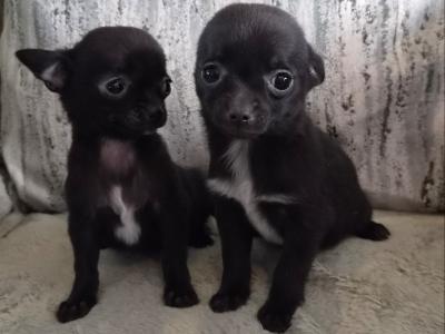 Chihuahua puppies in Tipperary