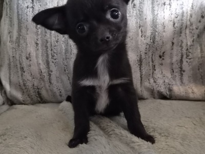 Chihuahua puppies in Tipperary