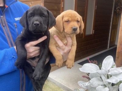 4th Generation chunky style Labrador puppies in Offaly