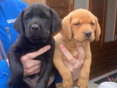 4th Generation chunky style Labrador puppies in Offaly