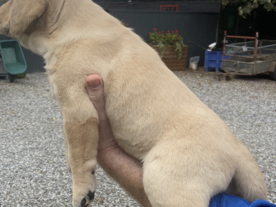 4th Generation chunky style Labrador puppies in Offaly