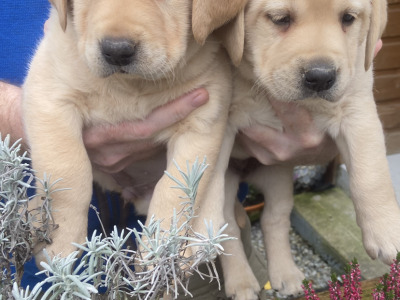 4th Generation chunky style Labrador puppies in Offaly