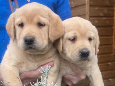 4th Generation chunky style Labrador puppies in Offaly