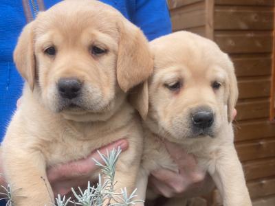 4th Generation chunky style Labrador puppies in Offaly