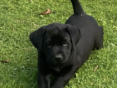 4th Generation chunky style Labrador puppies in Offaly