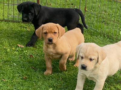 4th Generation chunky style Labrador puppies in Offaly