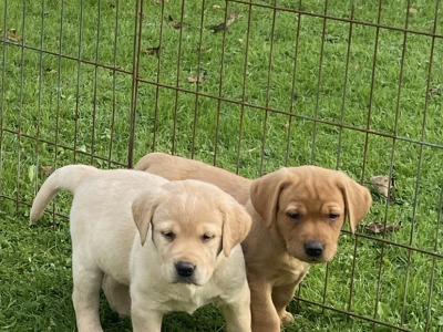 4th Generation chunky style Labrador puppies in Offaly