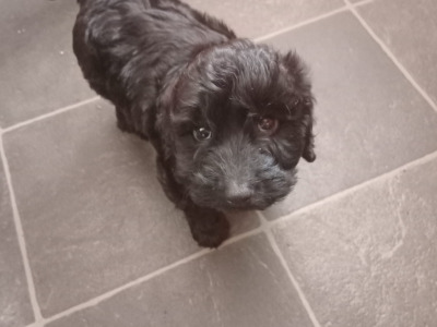 Cockapoo puppies in Tipperary
